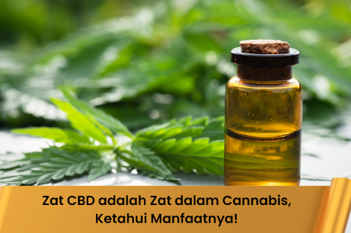 Zat CBD adalah Zat dalam Cannabis, Ketahui Manfaatnya - Indonesia Dream Juice